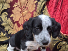 puppy