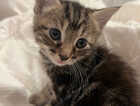 Kitten