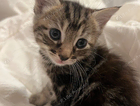 kitten