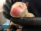 Puppy