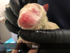 puppy