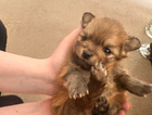 puppy
