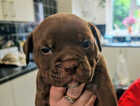 Puppy
