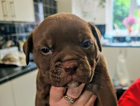 chocolate