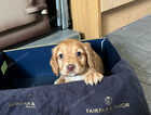 Puppy