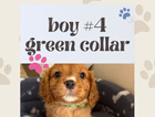 puppy