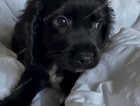Puppy