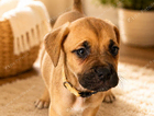puppy