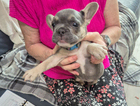 puppy