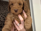 puppy