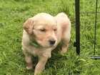 Puppy