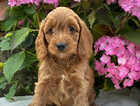 Puppy