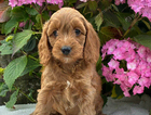 puppy