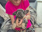 Puppy