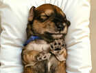 Puppy