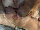 puppy
