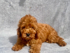 puppy
