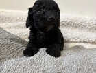 Puppy