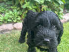 Puppy
