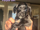 puppy - purple