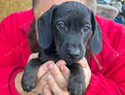 Puppy