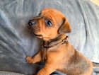 Puppy