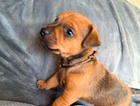 puppy
