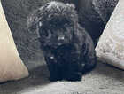 Puppy