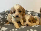 Puppy