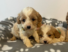 puppy . (yellow...
