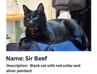 MISSING CAT
