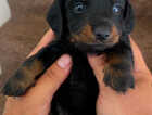 Puppy