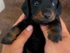 puppy