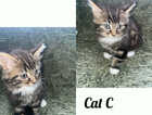 Kitten