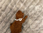 puppy