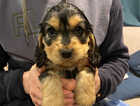 Puppy