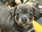 puppy