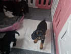 Puppy