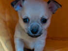 Puppy