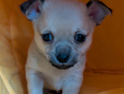 puppy