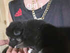 Puppy