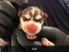 puppy