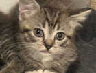 Kitten