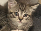 kitten
