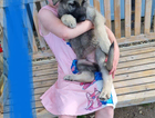 puppy