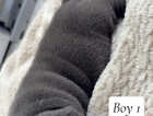 Puppy