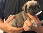 puppy