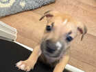 Puppy