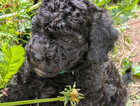 Puppy