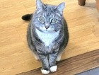 Missing. My beautiful Olive 14year old grey with white chest and feet.  Missing from Nettleham.  Lincoln  LN2
